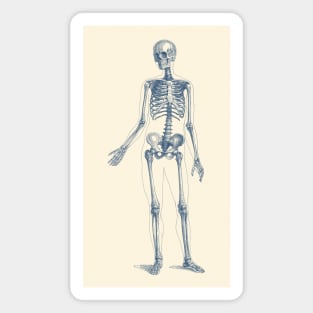 Full Body Skeleton - Vintage Anatomy Poster Magnet